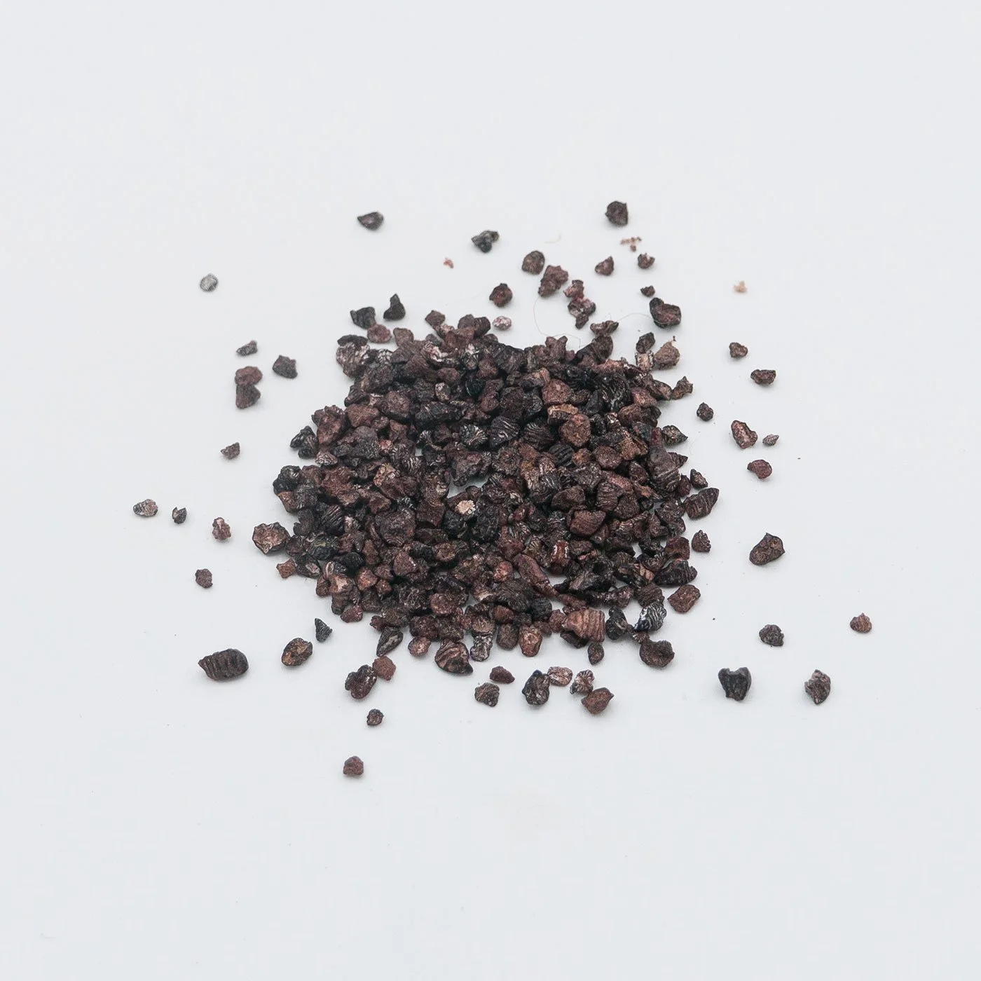 Cochineal Insect (Dactylopius coccus)
